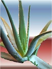Plant d'Aloe Vera